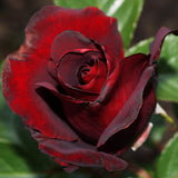 Black Red Climbing Rose Live Plant, Fragrant Rose Bush Ready to Plants, Zone 5 to 9, Size 5 to 7 Inches and Bare Root