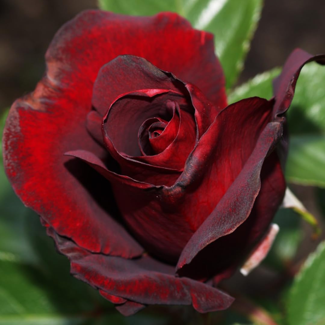 Black Red Climbing Rose Live Plant, Fragrant Rose Bush Ready to Plants, Zone 5 to 9, Size 5 to 7 Inches and Bare Root