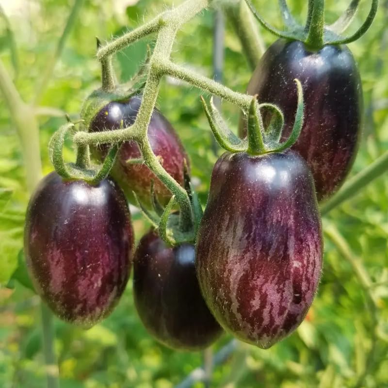 200 Vibrant Grape Tomato Plant Seeds, Tomato Plant Seeds for Gardening Outdoor
