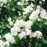 Mock Orange Shrub Live Plant in Pot, Philadelphus White Flower Tree Plants,1 Year Old Plant, Fragrant, No CA