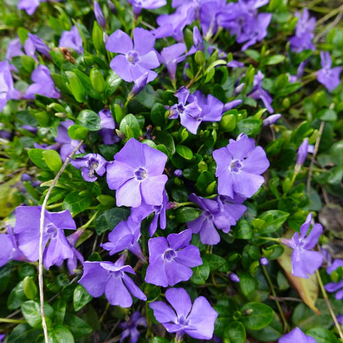 25 Vinca Minor Live Plants 6-8 Inch Tall - Periwinkle Ground Cover Plants, Vinca Plants for Outdoor Garden and Landscape