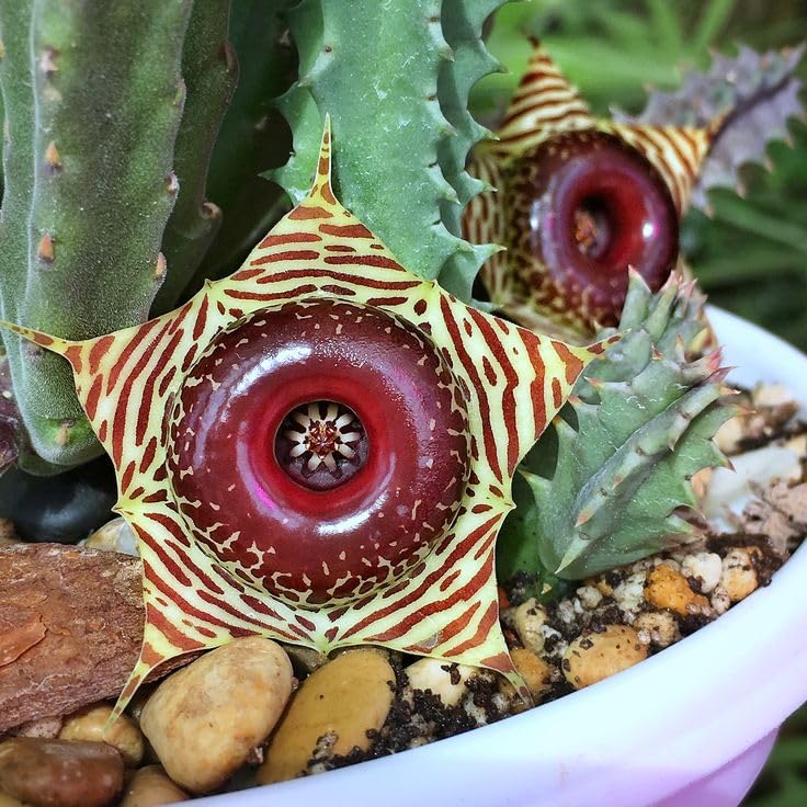 Starfish Cactus Plant in 2 Inch Pot, Live Indoor Succulent for Pot and Hanging Basket, Easy Care Indoor, Outdoor Plants