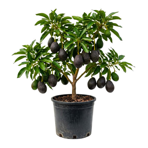Avocado Plant Live, HASS Avocado Tree, 15-20 Inc Tall, 1 Year Old Fruit Tree for Backyard and Outdoor Garden