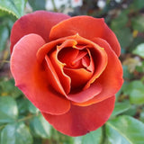 Rose Bush Live Plant - Rose Plant Live Shrub - Bareroot with Soil 5-10 Inch Tall - Fragrant Rose Flowers Heirloom Rose Shrub (Hot Rose)