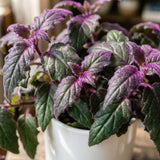 Gynura Purple Velvet Plant Live 4-6 Inches Tall, Purple Passion Plant, Velvet Leaf Houseplant in 4 Inch Pot for Growing