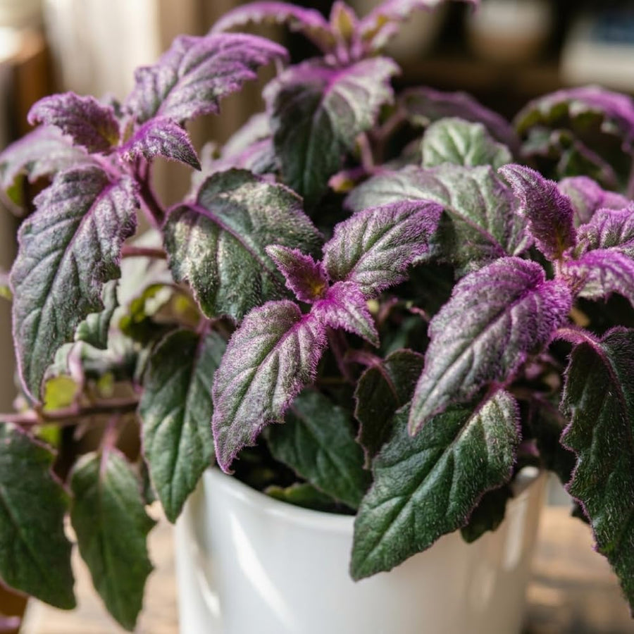 Gynura Purple Velvet Plant Live 4-6 Inches Tall, Purple Passion Plant, Velvet Leaf Houseplant in 4 Inch Pot for Growing