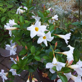 White Mandevilla Live Plants Vine, Set 2 Plants, Live Mandevilla Flower Plants Gardening, No Pot, Size Plant 5 to 7 Inc