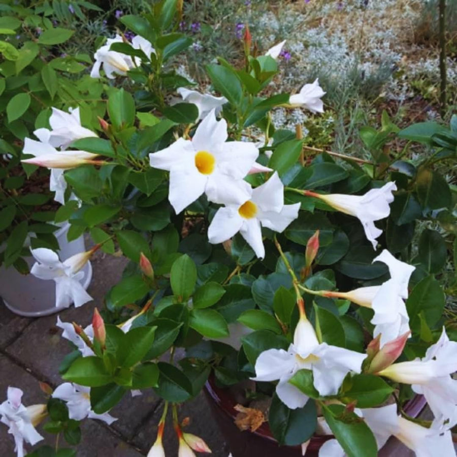 White Mandevilla Live Plants Vine, Set 2 Plants, Live Mandevilla Flower Plants Gardening, No Pot, Size Plant 5 to 7 Inc