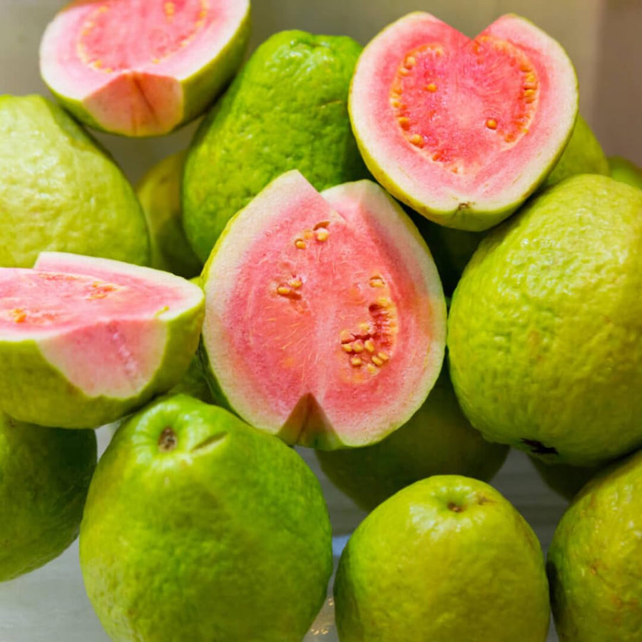 Pink Guava Trees Live Plants 2-2.5 Feet Tall, Cold Hardy Guava Tree Fruit, Zones 9 to 11, Sweet Flavor