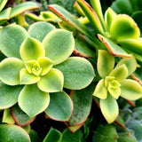 Green Aeonium Plant Live Succulent in 4" Pot, Rosette Succulent Live Plant for Indoor Outdoor Growing
