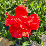 Hibiscus Plant Live, Hardy Hibiscus Flowers for Outdoor Landscapes, 5-9 Inch Height, Ornamental Hibiscus Bush Shrub, Well-Rooted, No Pot