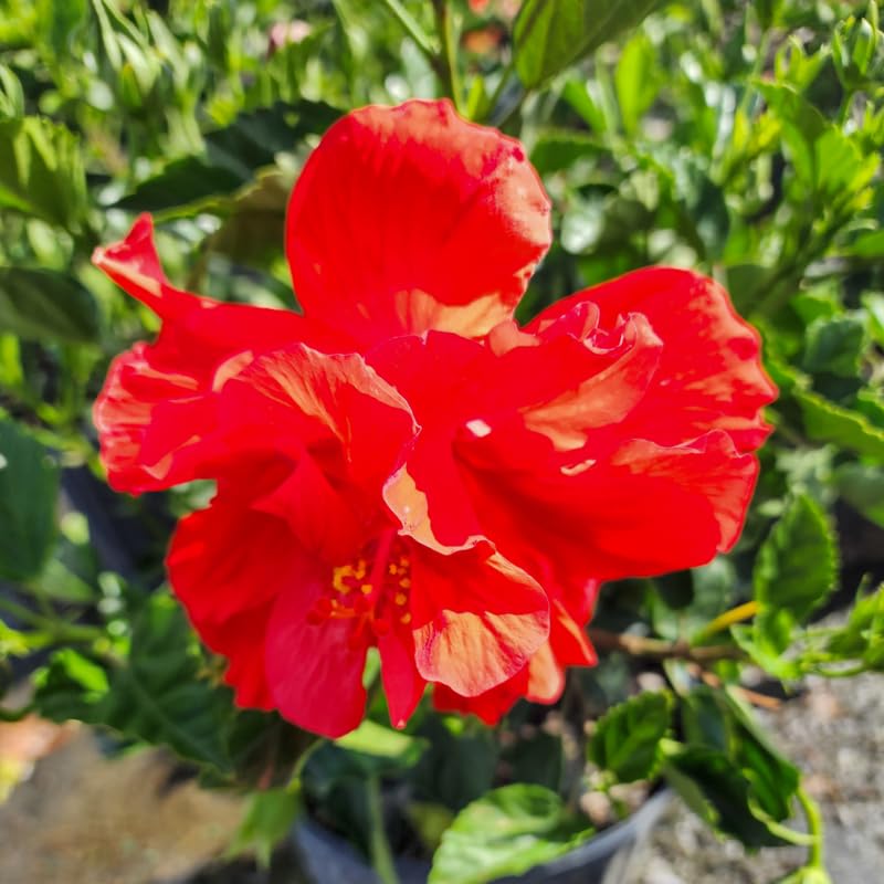 Hibiscus Plant Live, Hardy Hibiscus Flowers for Outdoor Landscapes, 5-9 Inch Height, Ornamental Hibiscus Bush Shrub, Well-Rooted, No Pot