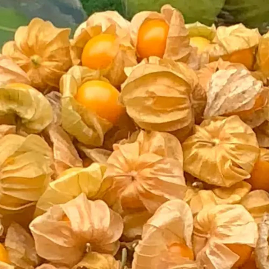 Cape Gooseberry Live Plant in 4 Inch Pot, Sweet Gooseberry Bush Live Plant for Outdoor Gardening, Edible Gooseberry Tree, 8-10 Inch Tall