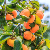 American Persimmon Trees Live Plants, Quart Pot Size, 6-12" Tall Well Rooted for Planting Outdoor, Zones 7-9, Well Rooted Tree