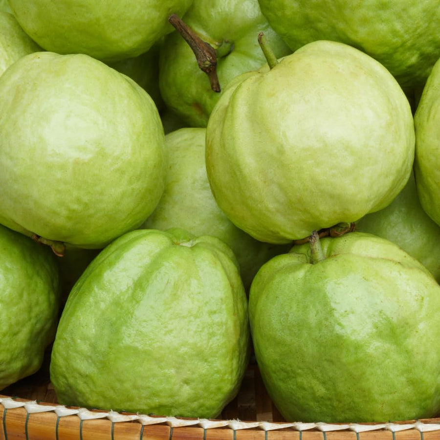 White Guava Tree Live Plant, Guava Plant Live, 8 to 10 Inches Tall, Sweet Tropical Fruit Tree for Indoor Outdoor Growing