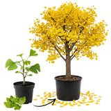 Ginkgo Tree Live Plant, Yellow Ginkgo Plant 4 to 6 Inch Tall in Pot, Cold Hardy, Low Maintenance Outdoor Garden Plant