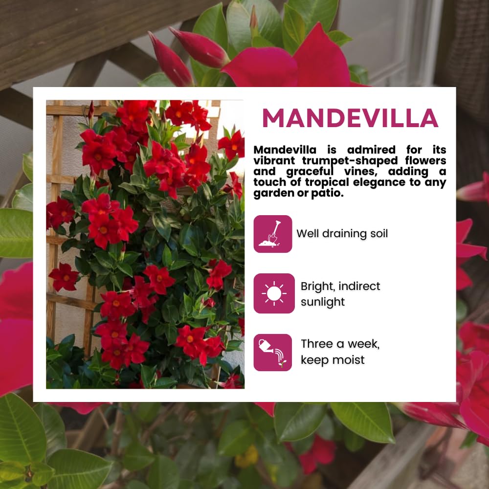 2 Mandevilla Live Plants, Mandevilla Flowering Vines Trellis, 4-9 Inch Tall Plants for Hanging Baskets, Container and Garden Growing (Red)