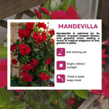 2 Mandevilla Live Plants, Mandevilla Flowering Vines Trellis, 4-9 Inch Tall Plants for Hanging Baskets, Container and Garden Growing (Red)