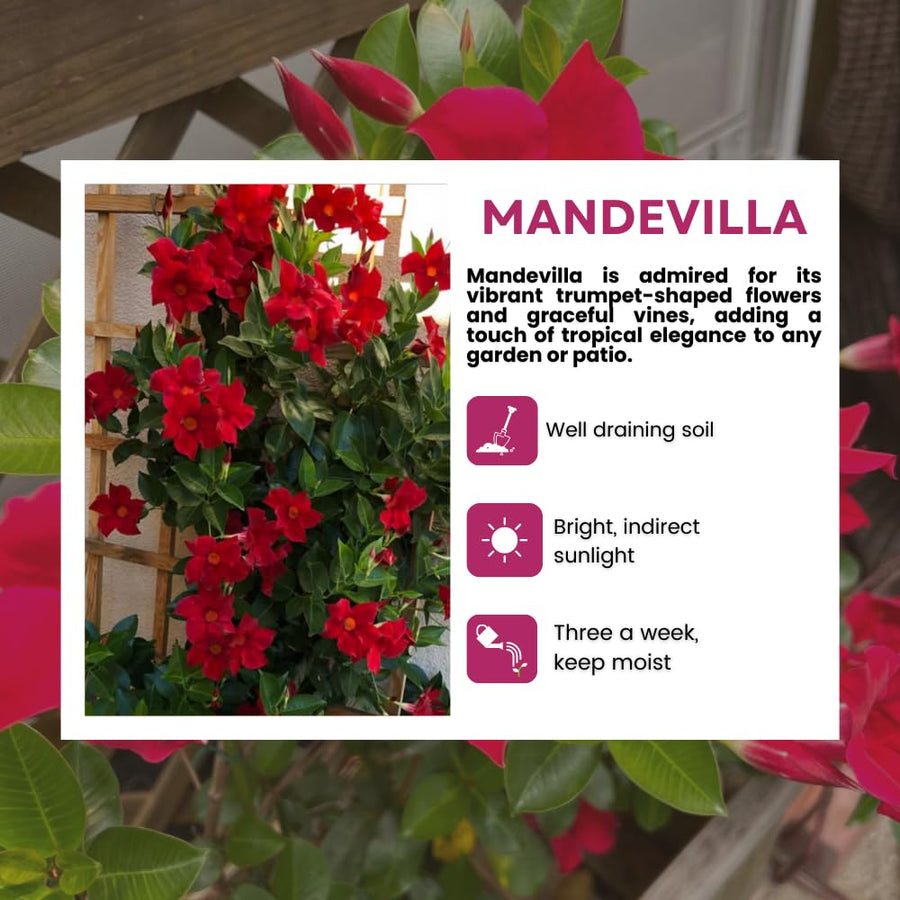 2 Mandevilla Live Plants, Mandevilla Flowering Vines Trellis, 4-9 Inch Tall Plants for Hanging Baskets, Container and Garden Growing (Red)