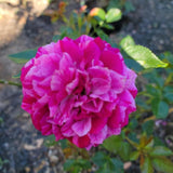 Purple Red-Pink Stripes Climbing Roses Live Plants 7 Months Old, Rose Bushes Ready to Plant 5-9" Tall, Very Fragrant, Can Grow As Climber or Bush Tree or Trellises, Walls, Fences