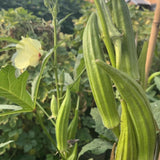 60 Okra Seeds for Planting Garden, Okra Vegetable Seeds for Yard and Backyard