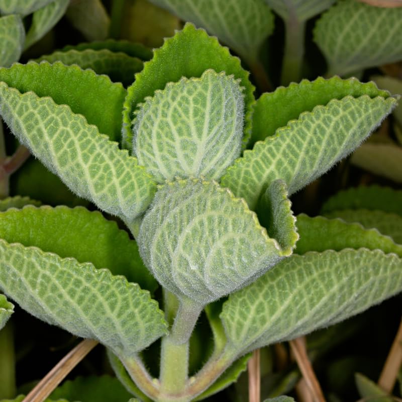 Set 4 Cuban Oregano Live Plant, Oregano Plants, Spanish Thyme Vegetable Plants Live, 3-5 Inch for Plating
