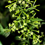 White Jasmine Plant Live, Fragrant Jasmine Climbing Vine, 6-8 Inches Tall for Growing (Night Jasmine)