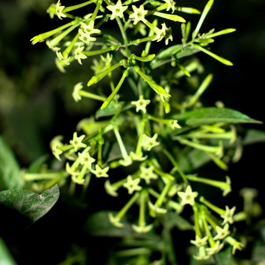 White Jasmine Plant Live, Fragrant Jasmine Climbing Vine, 6-8 Inches Tall for Growing (Night Jasmine)