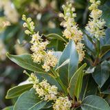 Bay Laurel Tree Live, Sweet Bay Leaf Tree, 8-10" Tall, Laurus Nobilis Culinary and Ornamental Herb Plant