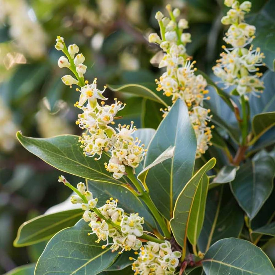 Bay Laurel Tree Live, Sweet Bay Leaf Tree, 8-10" Tall, Laurus Nobilis Culinary and Ornamental Herb Plant