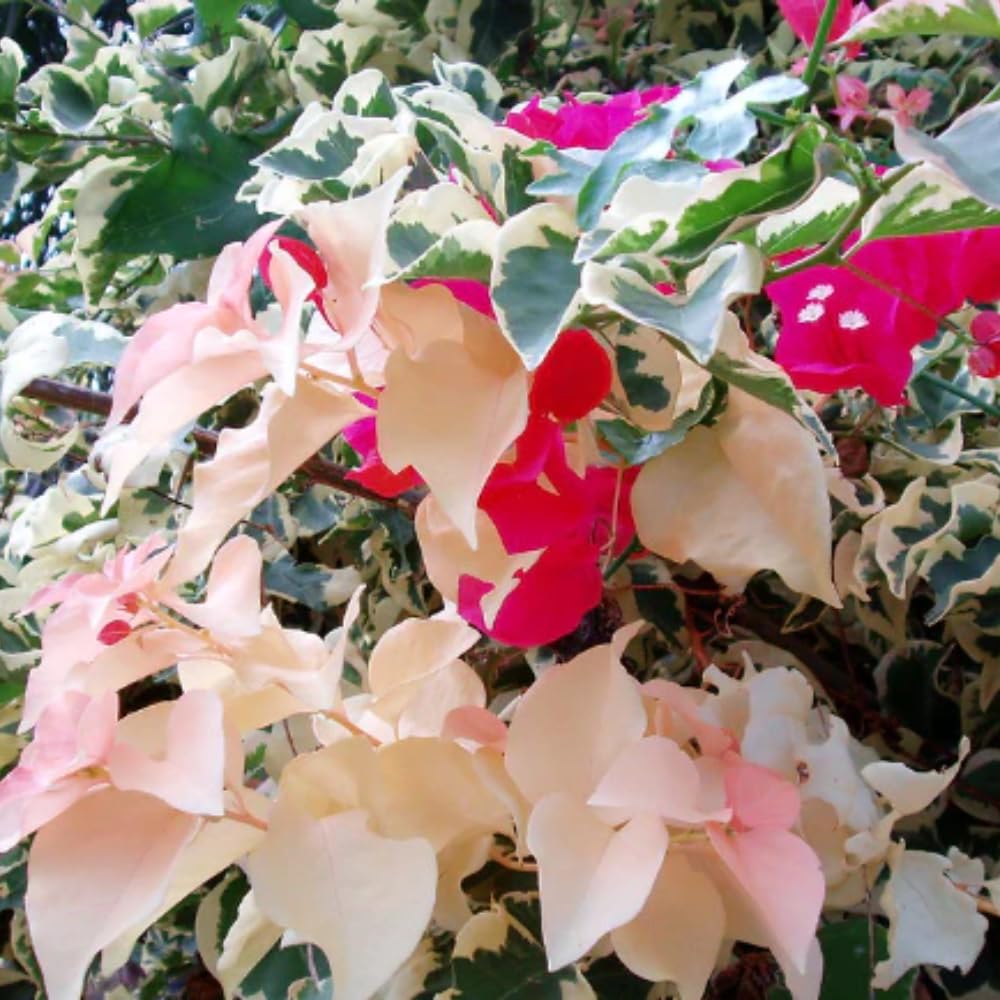 Set of 2 Trailing Bougainvillea Plants Live, Bougainvillea Flowering Vines, 5-9” Tall, Well-Rooted (Raspberry Ice Bougainvillea)