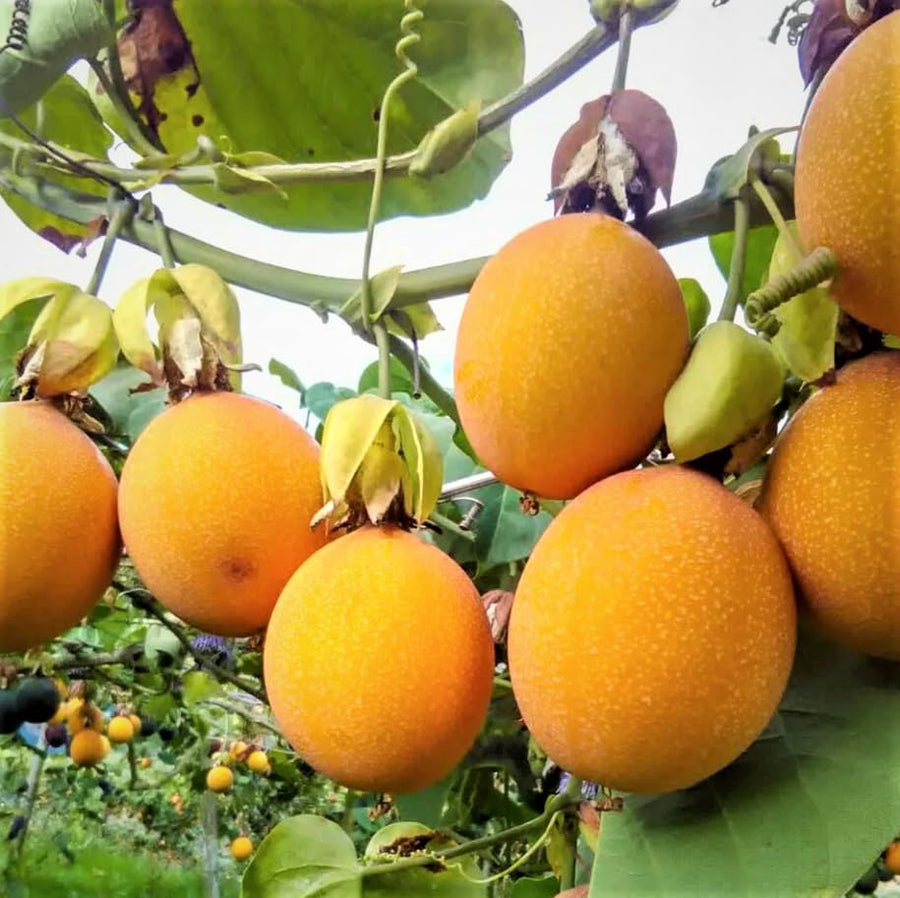 Live Passionfruit Plant Vine - 6 to 8 Inches Tall, Hardy and Fruit-Bearing, Yellow Passion Fruit Tree Live Plant, for Planting Home Gardens and Containers