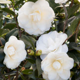 Camellia Plant Live for Outdoor Planting, Camellias Starter in 4'' Pot, Vibrant Ornamental Blooms, 8-12'' Tall (White Camellia)