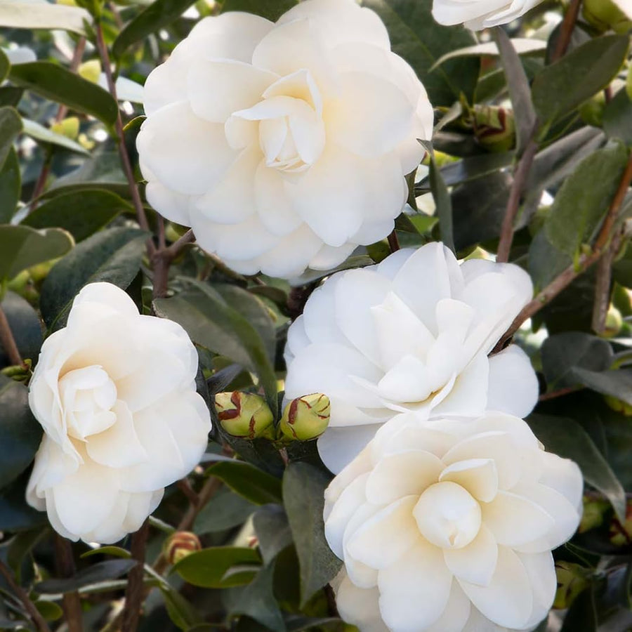 Camellia Plant Live for Outdoor Planting, Camellias Starter in 4'' Pot, Vibrant Ornamental Blooms, 8-12'' Tall (White Camellia)
