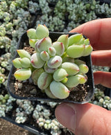 Cotyledon Pendens Succulent Plant, Trailing Succulent Houseplant Well Rooted 2'' Pot, Easy Care Indoor Plant