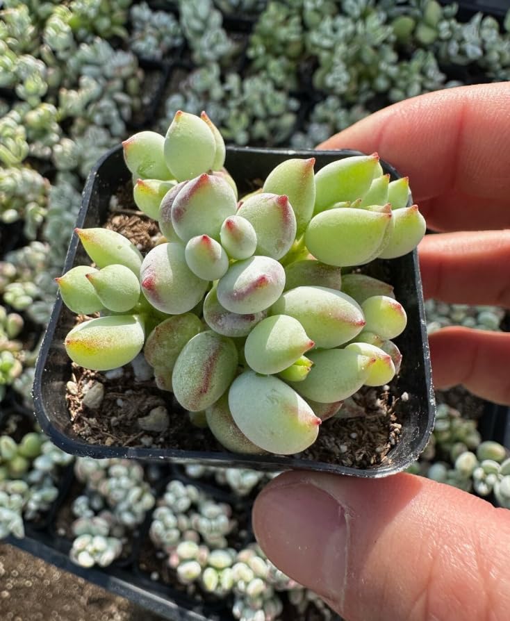 Cotyledon Pendens Succulent Plant, Trailing Succulent Houseplant Well Rooted 2'' Pot, Easy Care Indoor Plant
