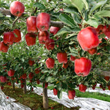 Red Apple Tree Live Plant, Cold Hardy Apple Fruit Plant Bare Root for Backyard Orchard, 2 to 3 Feet Tall