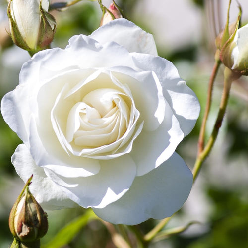 Rose Plant Live for Planting Ornamental Garden, 5-9 Inc Tall, Well-Rooted, Roses Bush Ready to Grow Outdoor, Fragrant Flowers Shrub, No Pot (White Rose)