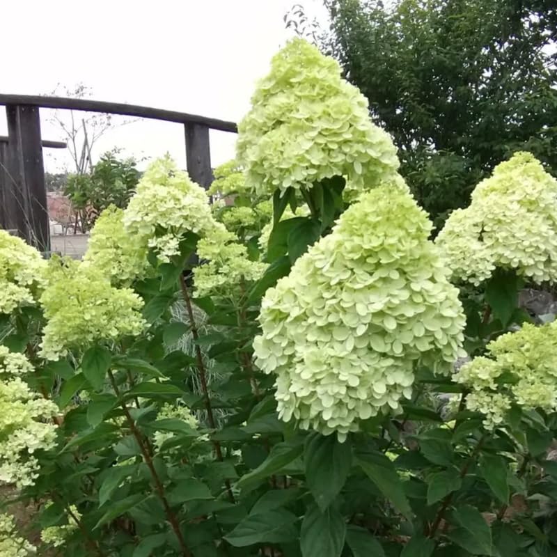 Hydrangea Tree Live Plant, Hydrangea Plant Live Garden, Perennial Flower Shrub Plant, Quart Pot