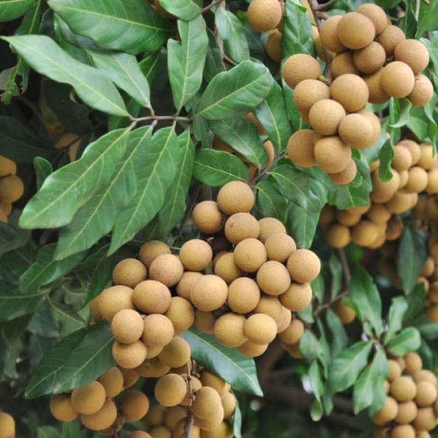 Longan Tree Live Plant, Sweet Tropical Fruit Tree Starter 4-7 Inch, Outdoor and Container Growing
