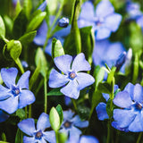 2 Vinca Minor Live Plants in 4'' Pot, Periwinkle Ground Cover Vine, Fast Growing Trailing Plant for Garden Beds, Borders or Landscape Planting