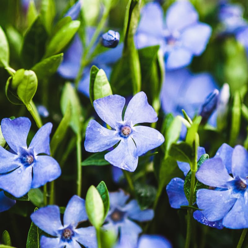 2 Vinca Minor Live Plants in 4'' Pot, Periwinkle Ground Cover Vine, Fast Growing Trailing Plant for Garden Beds, Borders or Landscape Planting