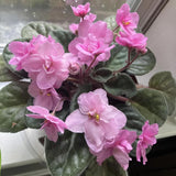 African Violets Live Plants, African Violet Plant Live in 4 Inches Pot, Violets Flowers Houseplant, 4-7 Inches Tall for Home Office Decor (Light Pink)