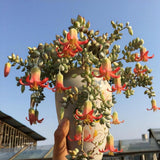 XL Size Cotyledon Pendens Succulent Live Plant Potted, Trailing Succulent Rare House Plant for Home Office Decoration, Indoor Outdoor Growing, 6" Pot