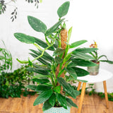 2 Rare Philodendron Live Plants Varieties Collection, Philodendrons Plants Size 5-9 Inc for Indoor Houseplant Décor, Ornamental Tropical Well-Rooted (Monstera Variegated Yellow Green)