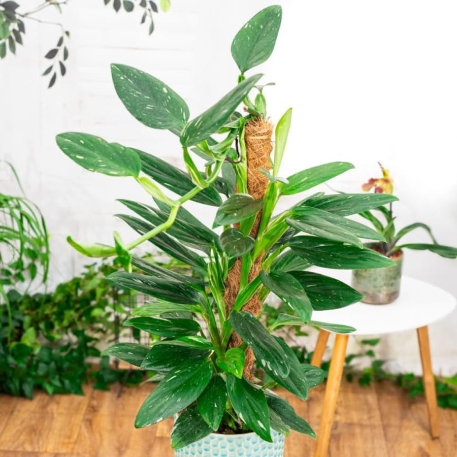 2 Rare Philodendron Live Plants Varieties Collection, Philodendrons Plants Size 5-9 Inc for Indoor Houseplant Décor, Ornamental Tropical Well-Rooted (Monstera Variegated Yellow Green)