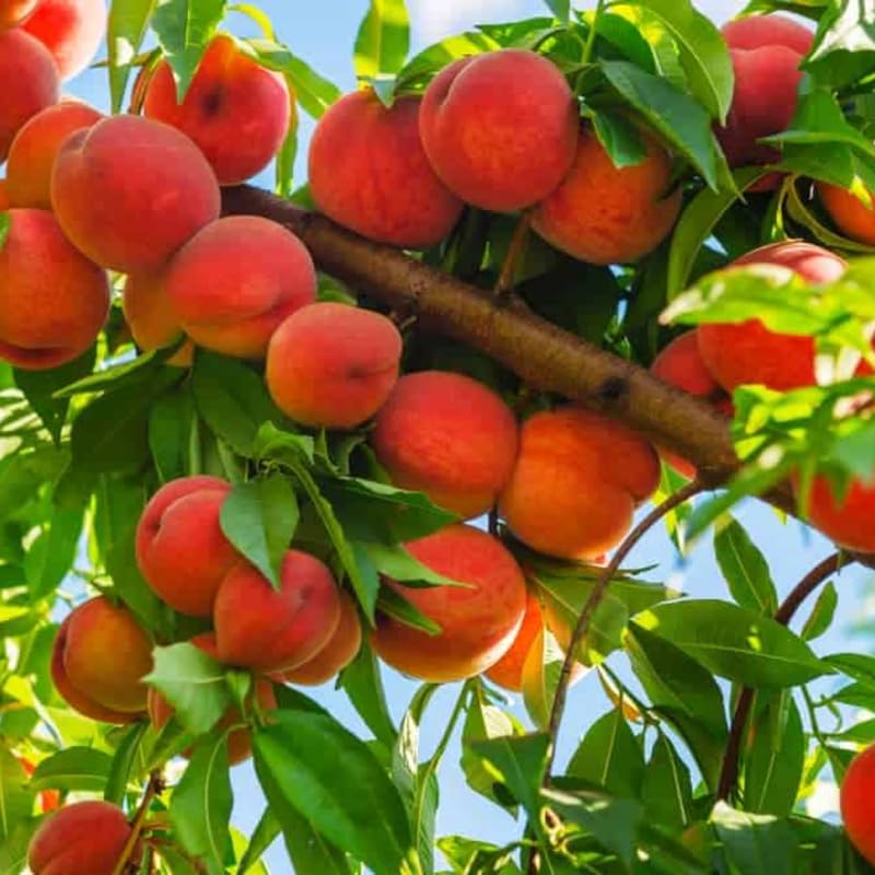 Very Sweet Peach Tree Live Plant, 6"-10" in Tall, Cold Hardy, Gallon Potted for Planting, Dormant, No Leaf in Winter, No CA