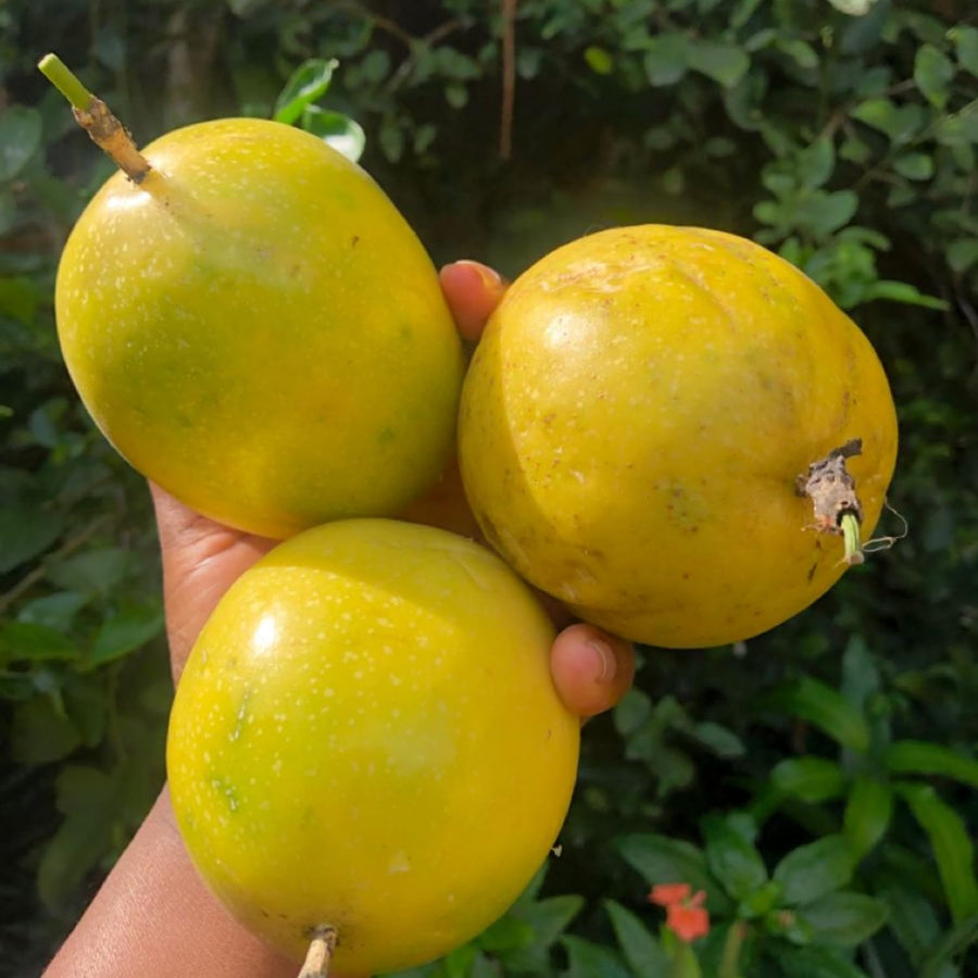 Passionfruit Live Plant 10-12″ Tall, Passion Fruit Vine, Fast Growing Tropical Vine, Outdoor or Container Growing (Yellow)