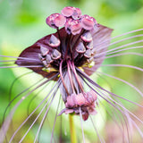 2 Black Tacca Plants Live in 2 Inch Pot - Black Bat Flower Houseplant Great for Indoor and Outdoor Gardening - Easy to Care