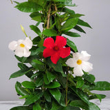 2 Mixed Mandevilla Live Plants, Mandevilla Flowering Vines Trellis, 7-11 Inch Tall Plants for Hanging Baskets, Container and Garden Growing